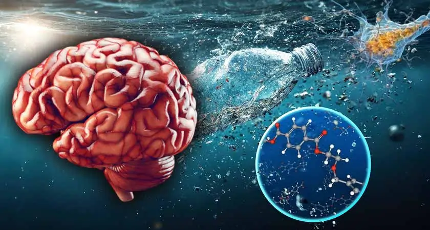 Nanoplastics Disrupt Brain Energy Production Pathways